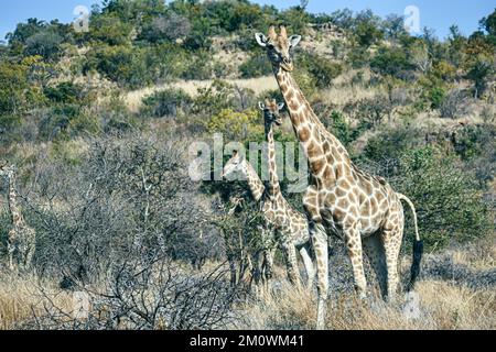 Eine Gruppe Giraffen auf dem Feld an einem sonnigen Tag Stockfoto