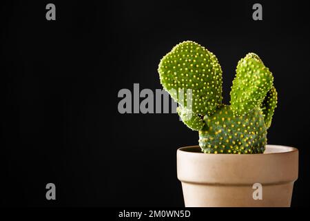 Eine gelbe opuntia microdasys Kaktuspflanze in einem Tontopf Stockfoto