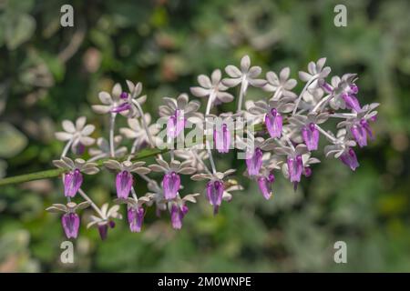 Nahaufnahme eines lila-weißen Blumenansatzes epiphytischer Orchideenarten seidenfadenia mitrata auf natürlichem Hintergrund Stockfoto