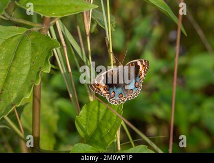 Farbenfrohe blaue Orange und braune Junonia Orithya Nymphalid Butterfly alias Blue Pansy, eyed Pansy oder Blue Argus auf Gras im Morgensonnenlicht, Thailand Stockfoto