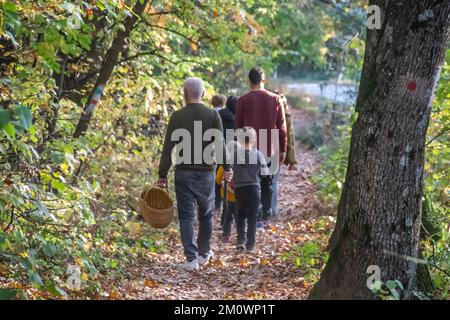 Familienmitglieder machen einen entspannenden Spaziergang durch den Herbstwald im Oktober, Vater hält einen Korb für Pilze zum Sammeln, umweltfreundliches Picknick Stockfoto