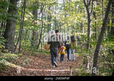 Familienmitglieder machen einen entspannenden Spaziergang durch den Herbstwald im Oktober, Vater hält einen Korb für Pilze zum Sammeln, umweltfreundliches Picknick Stockfoto