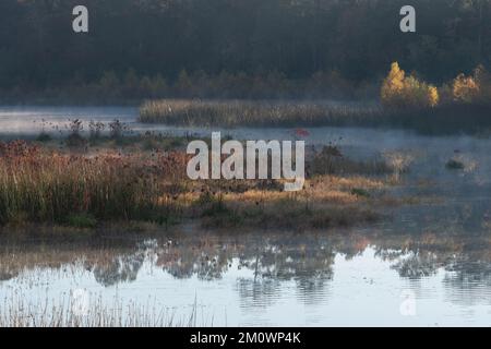 An einem Herbstmorgen in den Woodlands, Texas, hängt Nebel über dem Wasser. Stockfoto