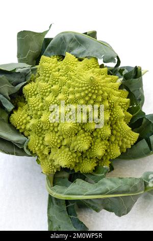 Vertikale Nahaufnahme von romanesco broccoli, auch bekannt als römischer Blumenkohl oder broccolo romanesco, isoliert auf weißem Hintergrund Stockfoto