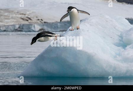 Adelie-Pinguine (Pygoscelis adeliae) springen vom Eisberg, Croft Bay, James Ross Island, Weddell Sea, Antarktis. Stockfoto