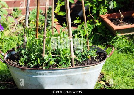 Süße Erbsen (Lathyrus odoratus), die in einer Wanne in einem Garten angebaut werden. Stockfoto