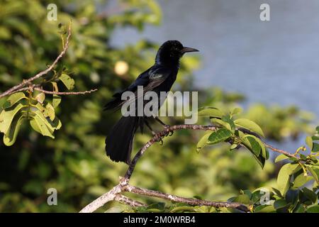 Grackle Wakodahatchee Wetlands, Florida USA Stockfoto