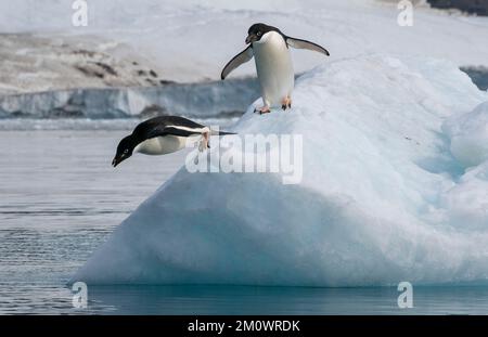 Adelie-Pinguine (Pygoscelis adeliae) springen vom Eisberg, Croft Bay, James Ross Island, Weddell Sea, Antarktis. Stockfoto