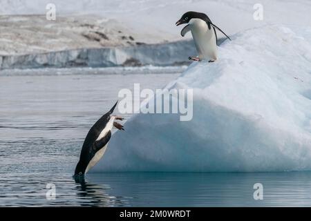 Adelie-Pinguine (Pygoscelis adeliae) springen vom Eisberg, Croft Bay, James Ross Island, Weddell Sea, Antarktis. Stockfoto