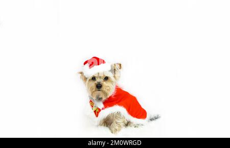 Weihnachten. Der als Weihnachtsmann verkleidete Yorkshire-Terrier-Hund sitzt auf einem weichen Teppich. Stockfoto