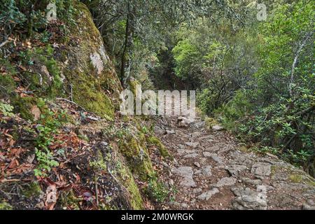 Die Spelunca-Schlucht ist ein beliebtes Ziel für Wanderungen auf einem alten römischen Fußweg auf der Insel Korsika in Frankreich Stockfoto