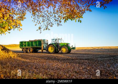 Traktor mit großem Anhänger, der frisch geerntete Zuckerrüben transportiert. Stockfoto