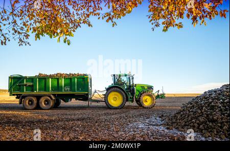 Traktor mit großem Anhänger, der frisch geerntete Zuckerrüben transportiert. Stockfoto