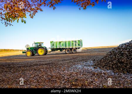 Traktor mit großem Anhänger, der frisch geerntete Zuckerrüben transportiert. Stockfoto