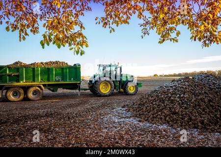Traktor mit großem Anhänger, der frisch geerntete Zuckerrüben transportiert. Stockfoto