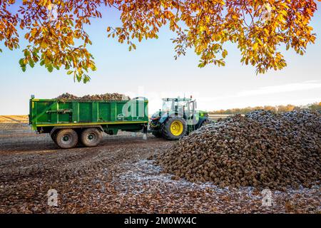 Traktor mit großem Anhänger, der frisch geerntete Zuckerrüben transportiert. Stockfoto