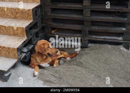 Ein müder Hund, der auf dem Boden liegt, wartet darauf, dass der Besitzer spielt Stockfoto