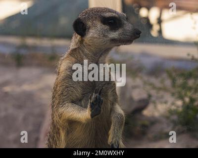 Erdmännchen auf den Steinen stehen. Suricata suricatta Stockfoto