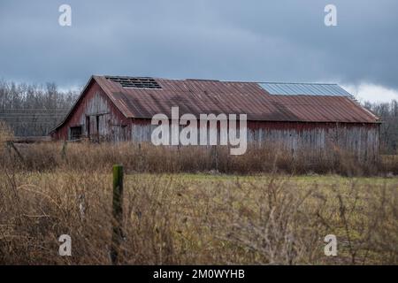 Eine leere und vernachlässigte alte, zerfetzte Scheune in einer einst bebauten Farm, die an einem wolkigen Regentag im Winter von hohen Gräsern und Unkraut versteckt wurde Stockfoto