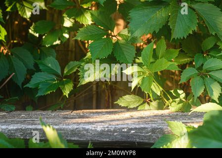 Alter Holztisch für Präsentationen und Ausstellungen auf dunkelgrünem Hintergrund mit Schatten. Stockfoto