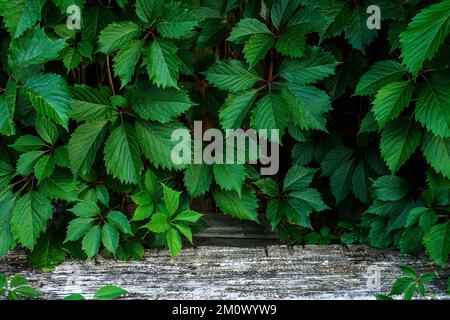 Natürlicher Holzständer für Präsentationen und Ausstellungen auf dunkelgrünem Hintergrund mit Schatten. Stockfoto