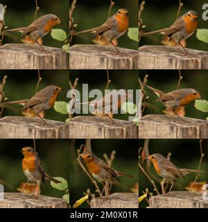 Collage mit 9 Fotos eines Rotkehlchens, das im Norden Spaniens fotografiert wurde. Stockfoto