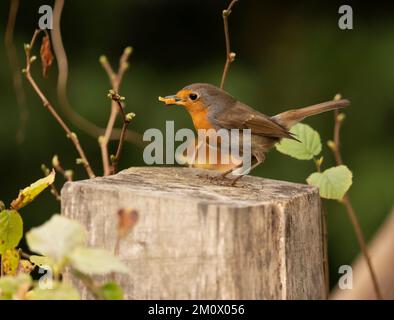 Ein Rotkehlchen mit Essen im Schnabel, fotografiert im Norden Spaniens. Stockfoto