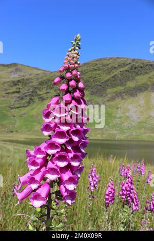 Gemeinsamen Fingerhut Digitalis purpurea Stockfoto