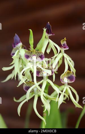 Belize's National Flower - die Schwarze Orchidee - Prosthechea cochleata Stockfoto