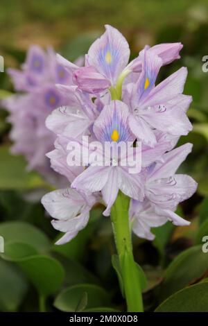 Gemeine Wasserhyazinth Pontederia crassipes Stockfoto