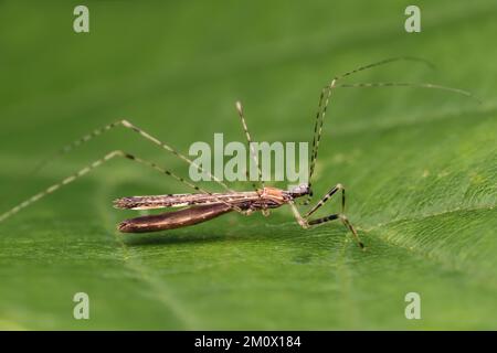 Empicoris vagabundus-Fadenbein-Käfer im Ruhezustand auf Blatt. Tipperary, Irland Stockfoto