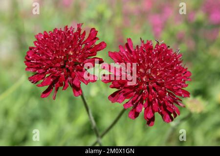 Blüten des mazedonischen Scabious (Knautia macedonica) Stockfoto