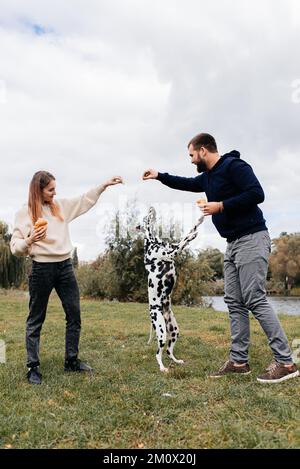 Ein junges Paar amüsiert sich draußen mit einem dalmatinischen Hund. Stockfoto