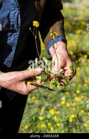 Futtersuche nach essbaren Blumen und Löwenzahn auf dem italienischen Land Stockfoto