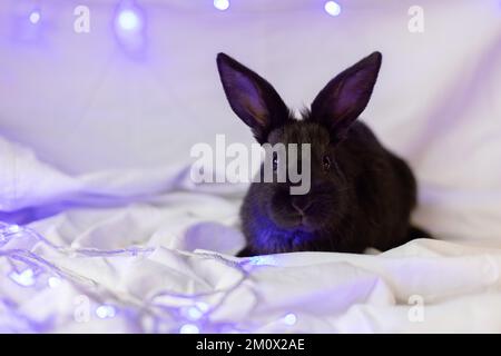 Kleines schwarzes Kaninchen auf weißem Hintergrund mit Weihnachtslichtern. Stockfoto