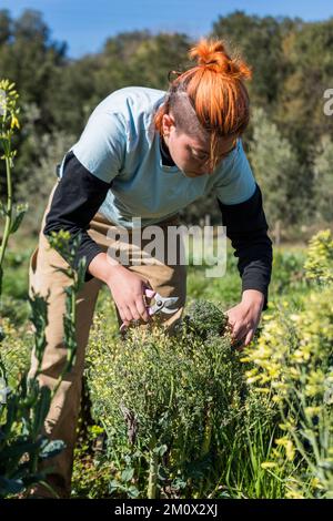 Toskana, Italien - 11. April 2022: Farm Praktikant Harvesting Brocolli Rabe in Tenuta di Spannocchia Stockfoto