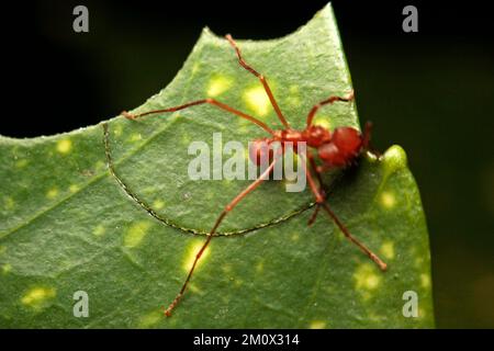 Makro einer Klingen- oder Blattschneideameise Stockfoto