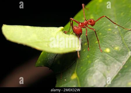 Makro einer Klingen- oder Blattschneideameise Stockfoto