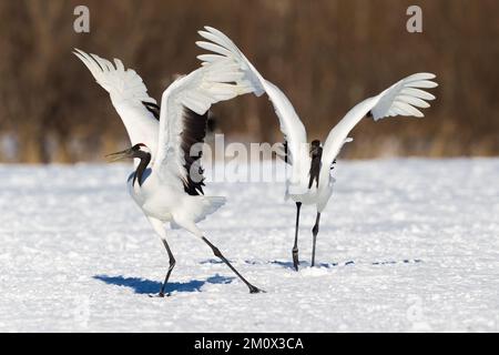 Japanische Rotkopf-Tanchokrane im Schnee – Hokkaido, Japan Stockfoto