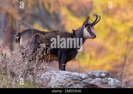 Chamois (Rupicapra rupicapra), Chamois, im Herbstbergwald, Nationalpark Gran Paradiso, Aosta, Italien, Europa Stockfoto