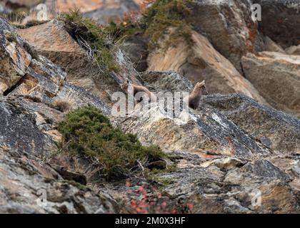 Alpenibex (Capra ibex), zwei Wiesen, die eine vertikale Felswand erklimmen, Gran Paradiso Nationalpark, Aosta, Italien, Europa Stockfoto