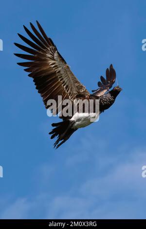 Flying Horned Screamer (Anhima cornuta), Manu Nationalpark Nebelwald, Peru, Südamerika Stockfoto