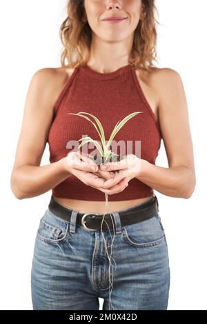 Zugeschnittenes Bild einer Frau, die eine grüne Pflanze im Boden hält. Stockfoto