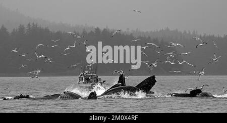 Mehrere Buckelwale tauchen vor einem kleinen Fischerboot, Möwen in der Luft, Blasenfütterung, Inside Passage, Juneau, Alaska, USA, Nordamerika Stockfoto