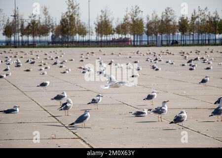 Möwen sind sich erholend auf einem Betonboden Stockfoto