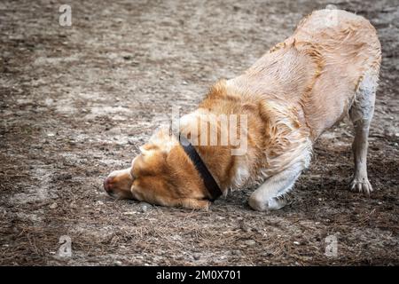 Nasser gelber Labrador wird nach einem Bad im Herbst schlammig Stockfoto