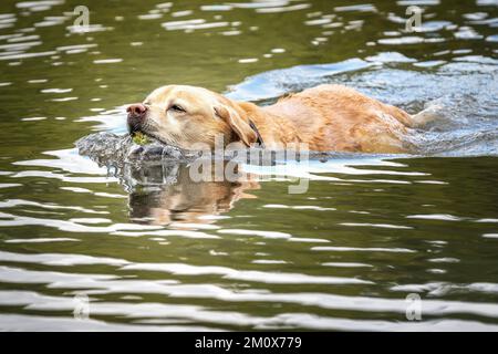 Gelber Labrador schwimmt in einem See und holt sich im Herbst seinen Tennisball Stockfoto