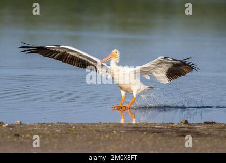 AMERICAN WHITE PELICAN (Pelecanus erythrorhynchos) Landung, J.N. 'Ding' Darling National Wildlife Refuge, Sanibel Island, Florida, USA. Stockfoto