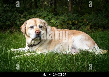 Senior Yellow Labrador, der im Herbst vor die Kamera schaut Stockfoto