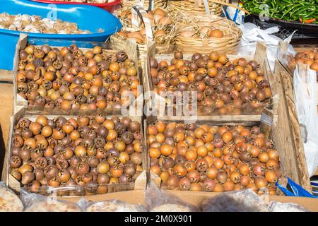 Frisch gepflückte reife Mispel (mespilus germanica)-Fruchtarten Stockfoto